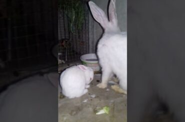 Mother copying her baby bunny #shorts #rabbit #bunny #tiktok #viral