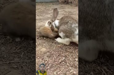 Mommy rabbit playing with baby rabbit #bunny #rabbit #cute #cutebunny