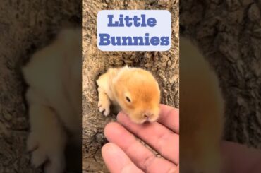Little Bunnies | Cute baby Bunnies | #shortsyoutube #bunnies #cutebunny