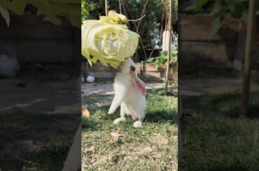 #adorablebunny #rabbit #rabbitbreeds #cuteanimal #cute #cutepet #bunny #cuterabbit #bunnycare