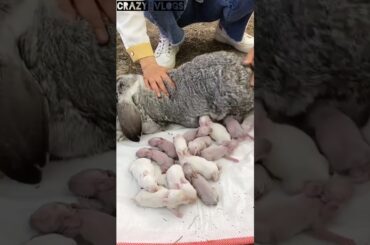 20 cute baby rabbit drinking her mother's milk. #shortsviral #trending #viralreels #shorts