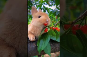 rabbit eat some Red fruit #animals #cute #rabbit #pets #sorts