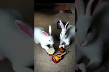 Cute bunny short video #rabbit #bunny #cuteanimal #cute