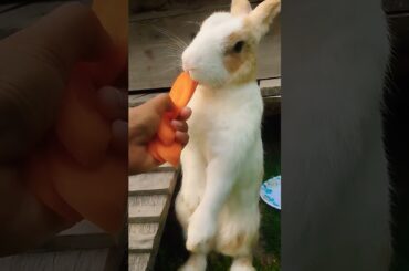 #rabbit #petrabbit #cute #animals #funny #cutebunny #shortvideo #rabbitbreeds #pet #bunny