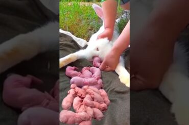 Cute rabbit - 3 Baby Rabbits Growth 1 To 16 Days