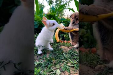 cute puppy feeding banana to a rabbit #dog #rabbit #rabbiteating #cuteanimals #youtubeshorts #shorts