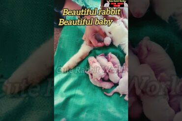 What a cute baby bunny #shorts #rabbit #pets #trendingshorts