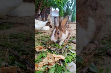 Cute Rabbit #shorts #viralvideo #trending #bunny #rabbit