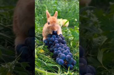 cute rabbit eating grapes #rabbit #rabbiteating #animals #cuteanimals #youtubeshorts #shorts #cute