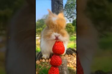 cute Rabbit on a swing eating strawberries Cute pet debut plan.#cute #rabbit #funnybunny