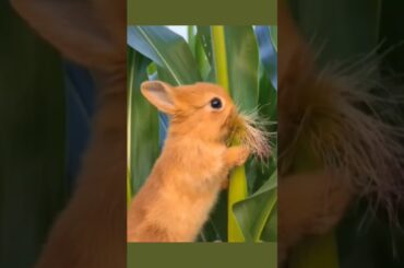 little bunny rabbit eats hair corn Cute pet debut plan. Rabbit. Pastor #babybunny