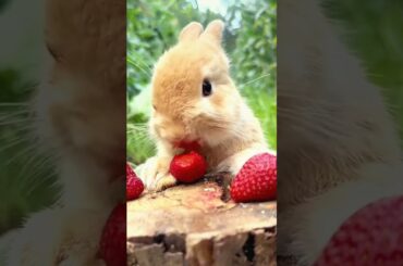 #cute #rabbit #animals #pets #cutebunny #eating #rabbitbreeds #baby #reels #pet #rabbitbreeds
