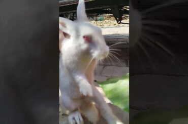 Rabbit #rabbit #rabbit #rabbitbreeds #ihavethisthingwithplants  #bunny #mycuterabbit #animals #pets