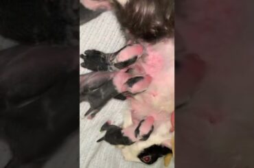 How do you take care of baby rabbit after birth? #rabbit #baby #bunny #beautifulbunny#secondday