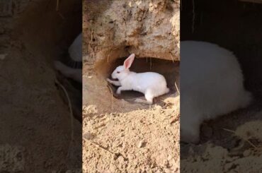 cute bunny need to cooler space, he make try to a hole .