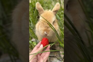 #rabbit #cute #bunny #cuteanimals #mycuterabbit #animals #pets #funny #happy