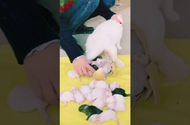 Respect video, Rabbit giving me birth 100th baby, #rabbit #shortsfeed #tranding #bunny #viralshort