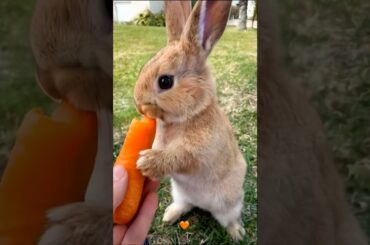 feeding carrot to a cute rabbit #rabbit #rabbiteating #rabbits #animals #cuteanimals #pets #shorts