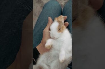cute rabbit sleeping#rabbit #cute #shortvideo