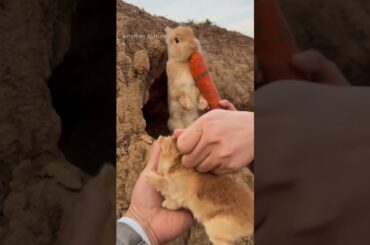 take the baby rabbit from its mother