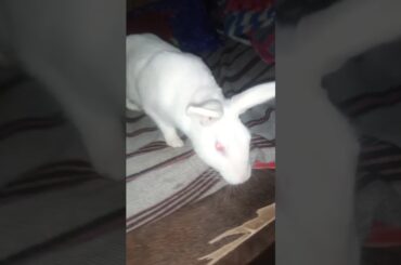 #rabbitplaying #viralvideo #healthyrabbit #khargosh #whiterabbit #bunny #smallpet #cuterabbit