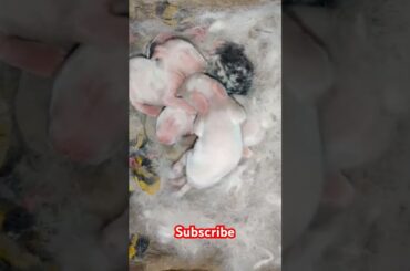 cute rabbit #viralvideo #shortvideo #animals