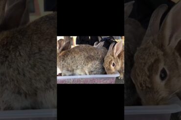 Cute Rabbit Videos to Soothe Your Heart