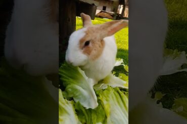 #rabbit #cute #bunny #pets #animals #shortvideo #rabbitbreeds #pet #mycuterabbit #petbunny