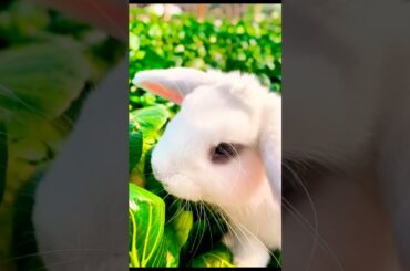 Bunny Foodie, So Cute #bunny #rabbitbreeds #cute #petsrule #animallife #cutepets