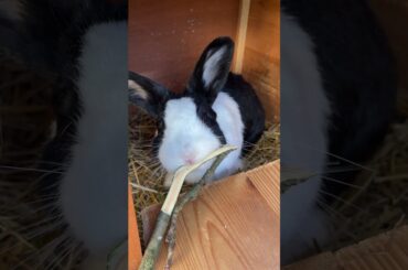 Cute Bunny Eating Tree Branch #shorts #asmr #funny #bunny #rabbit #animals