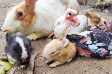 World's Smallest Rabbit & Pigeons | Cutest Rabbit baby - Cutest Pigeon Sound