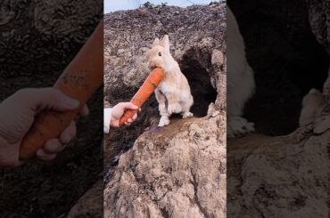Cute Rabbit #shorts #rabbit