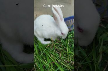 cute rabbits #music #cute #bunny #pets #animals #cutebunny #anime #vidioviral