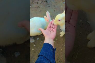 cute rabbit ingoy Images #rabbit #cute #bunny #cuteanimals #cutebunny #rabbitbreeds #cuteanimal