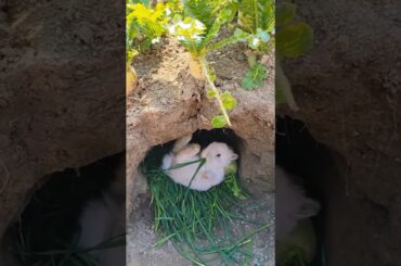 so cute,eat while relaxing #shortvideo #shorts #rabbit #cute #bunny
