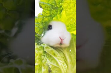 cute bunny rabbit like to eat vegetables cute pet #cute #rabbit #bunny #funnybunny