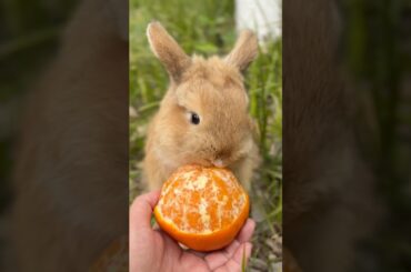 #rabbit #mycuterabbit #cute #bunny #pets #animals #funny #happy