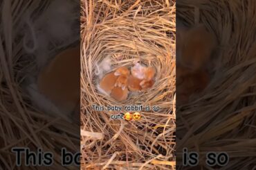 I FOUND THIS CUTE BABY RABBIT #cute #rabbitbreeds #sortsviral #mycuterabbit #trendingshorts