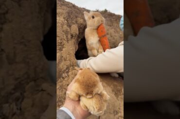 You see big carrot and forget your kids #viralvideo #trendingshorts #rabbit