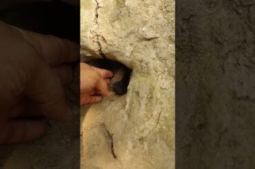 Rabbit Big Hole - Baby rabbit is born in the hole #rabbit #animals #shorts