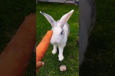 #rabbit #cute #bunny #animals #pets #cutepet #shortvideo #rabbitbreeds #pet