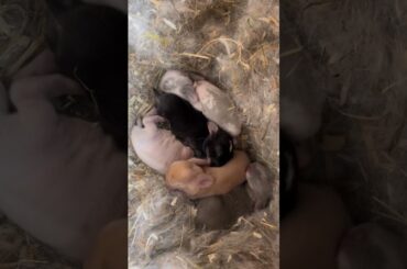 The little cute bunny is 1 month old #bunny