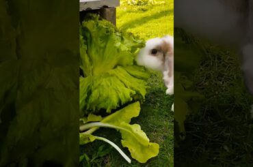 #cute #pets #animals #rabbit #cuteanimals #shortvideo #rabbitbreeds #pet #bunny #mycuterabbit