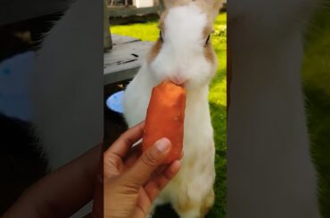 the little rabbit eating carrot #cute #petrabbit #rabbit #pets #animals #bunny #houserabbit #farm