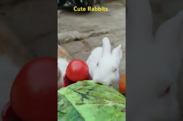 Cute Rabbit#cuteanimal #cute #mycuterabbit #cutepet #bunny #cutebunny #pets #animation #rabbit