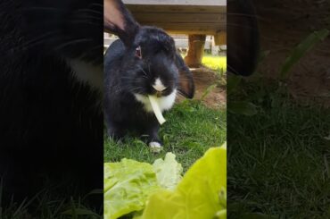 cute rabbit eating food #shortvideo #rabbit #pets #cute #bunny #animals #houserabbit #food