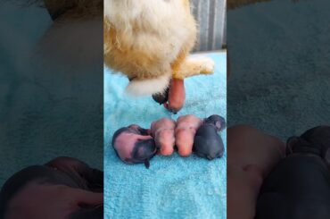 Rabbit cute baby #rabbit #reels #shortvideo #shorts