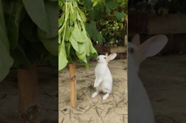 #adorablebunny #rabbit #rabbitbreeds #cuteanimal #cute #cutepet #bunny #cuterabbit #bunnycare