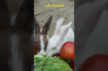 Cute Rabbits #love #cute #music#animals  #rabbitbreeds #cutebunny #cutepet #cuterabbit #pets #