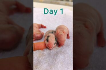 Newborn Small Rabbit - Baby Rabbits Grow Up #rabbit #animals #shorts